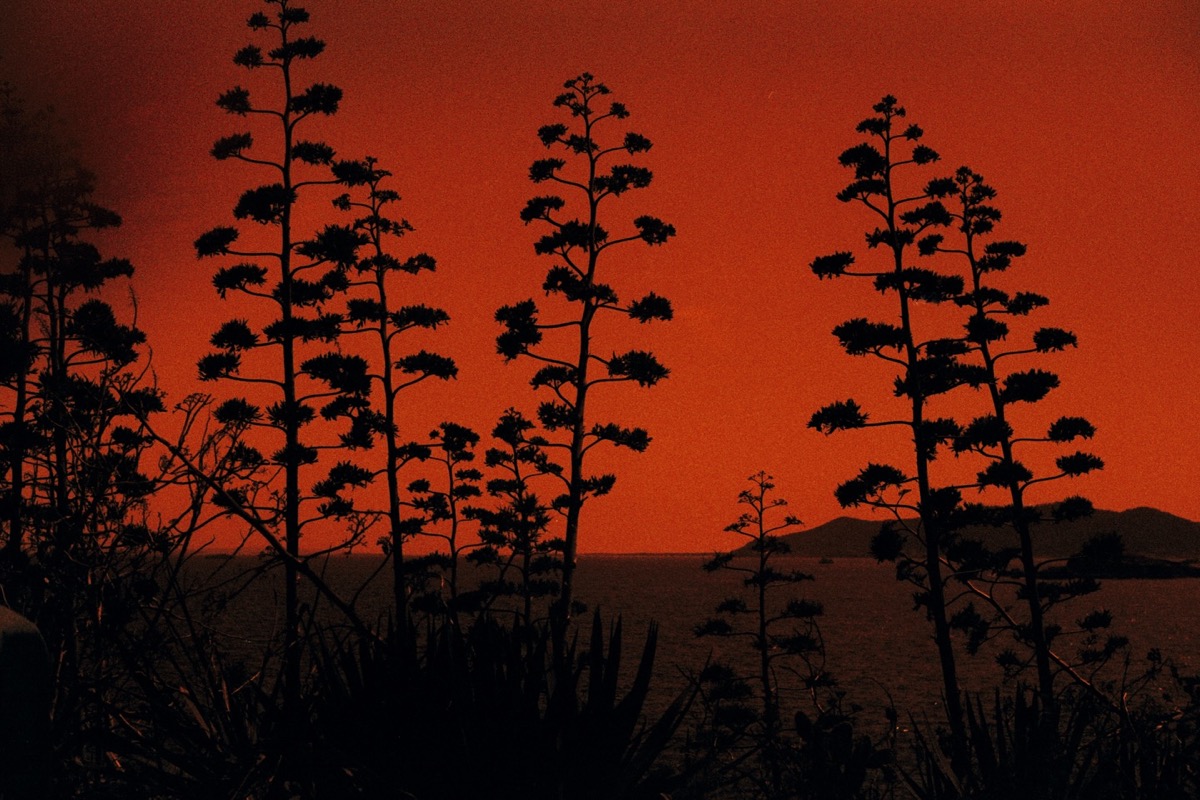 Red skies, silent silhouettes